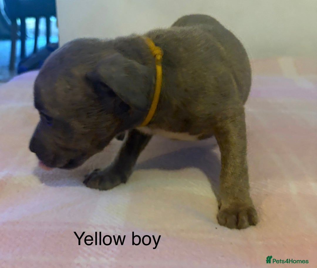 Staffordshire Bull Terrier dogs for sale: Beautiful coloured staffies - Image 20