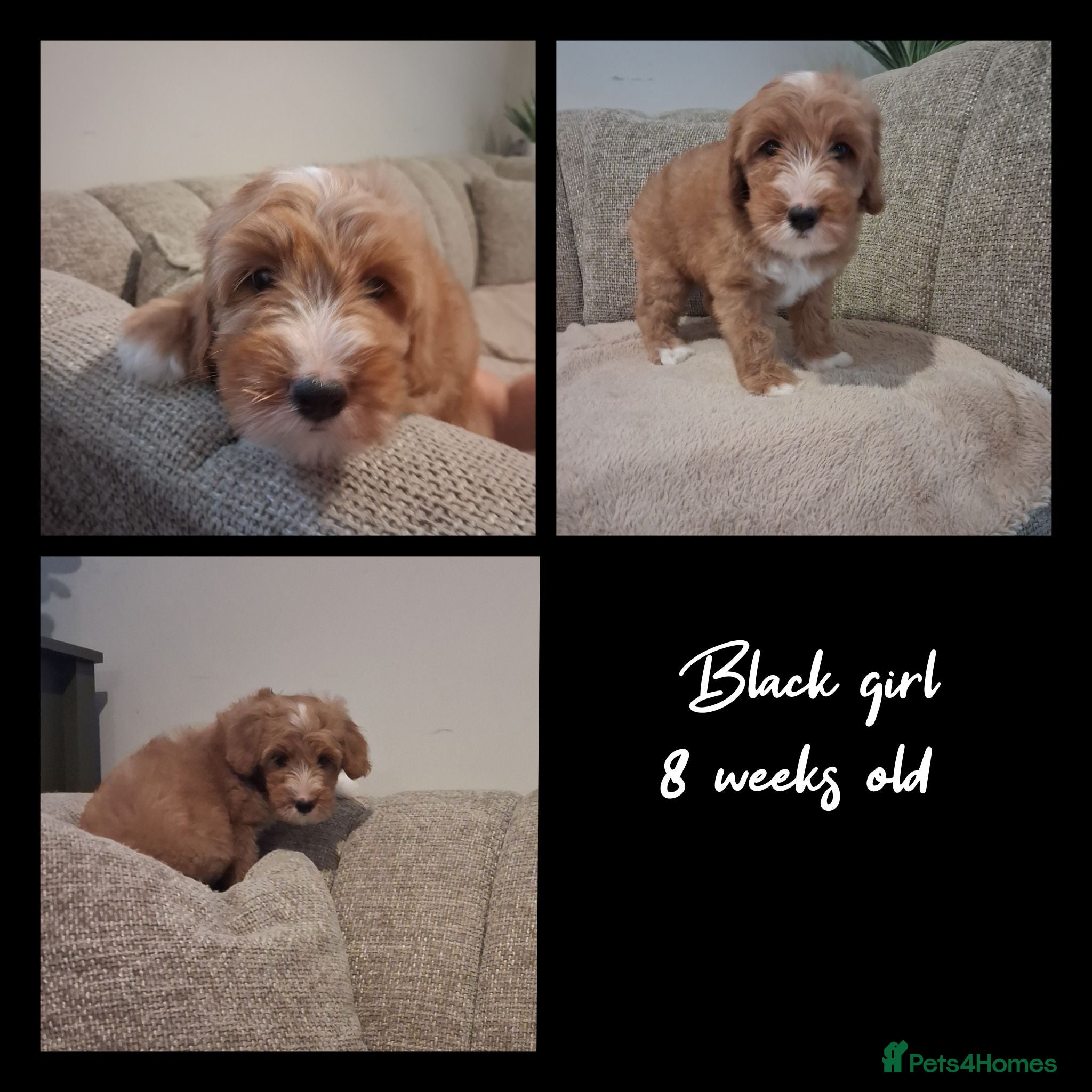Australian Labradoodle dogs Ready to leave - Advert 2