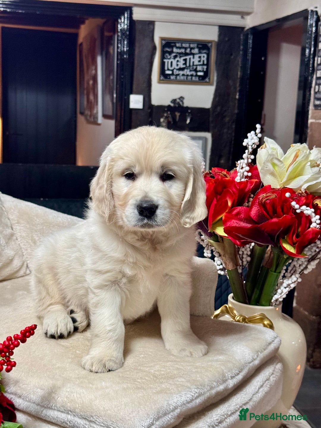 Golden Retriever dogs for sale: 10 gorgeous kc reg golden retriever puppies  - Advert 6