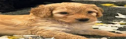 Cockapoo dogs for sale: Health Tested F1b Cockapoo Puppies - Advert 25