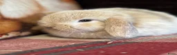 Mini Lop rabbits for sale: Super cute mini lop babies  in Llandysul - Advert 7