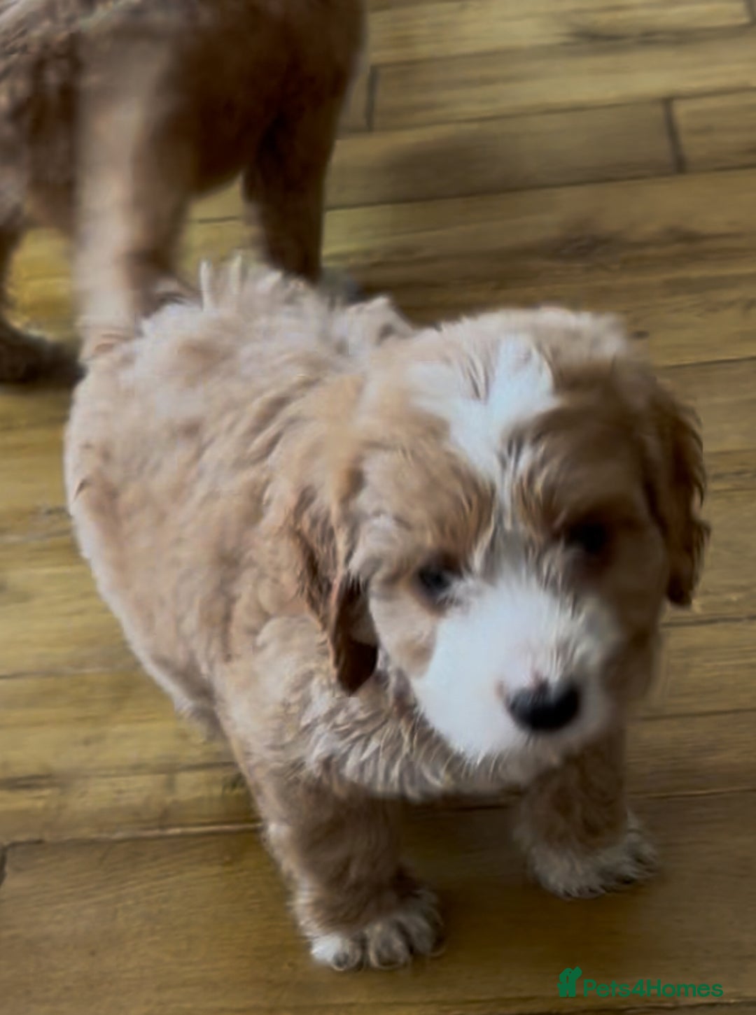 Cockapoo dogs for sale: F1 cockapoo puppies  in Esher - Image 11