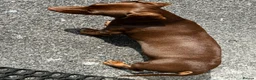 Miniature Dachshund dogs for stud: Chocolate/isabella miniature dachshund  - Advert 6
