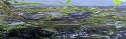 Newt reptiles for sale: Cynops ensicauda popei NEWTS  - Advert 2