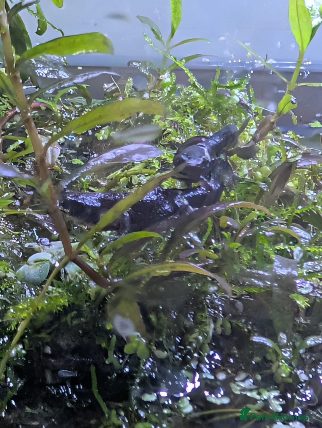 Newt reptiles for sale: Cynops ensicauda popei NEWTS  - Advert 2