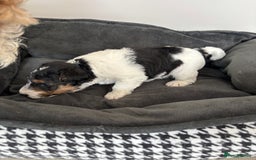 Fox Terrier dogs for sale: Stunning wire fox terrier puppies  - Image 11