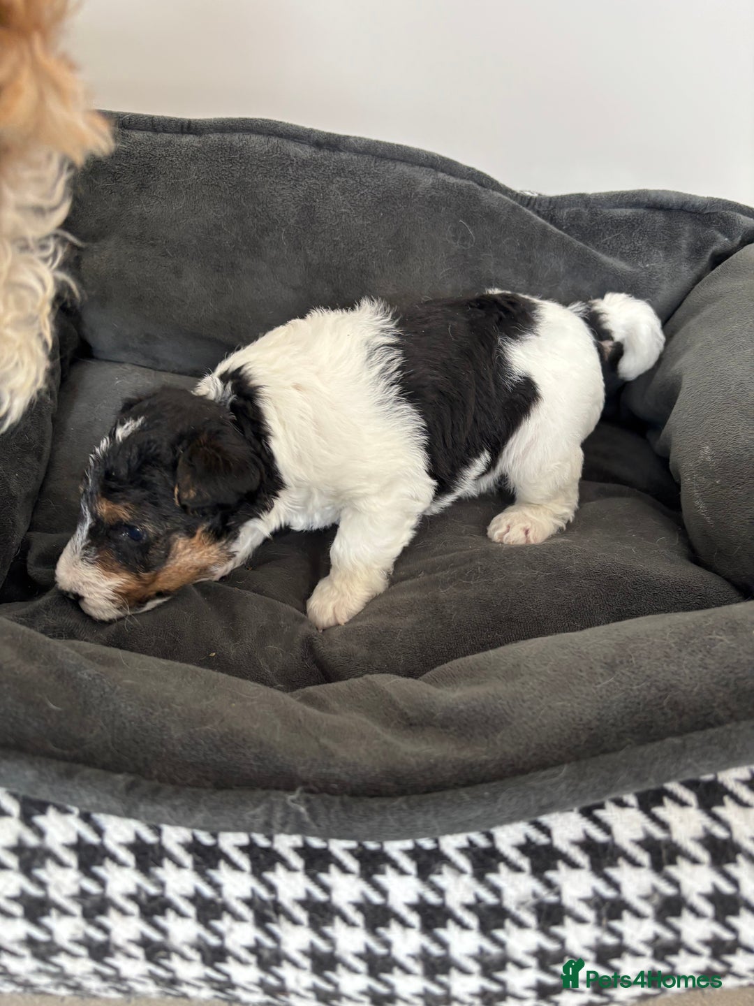 Fox Terrier dogs for sale: Stunning wire fox terrier puppies  - Image 11