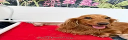 Miniature Dachshund dogs for sale: KC Reg, Health Tested Mini Longhaired Puppies  - Advert 15