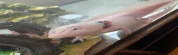 Axolotl reptiles for sale: 2 x female 2 yr leucistic Axolotls in Bury Saint Edmunds - Advert 3