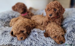 Miniature Poodle dogs for sale: Miniature Red Poodle KC Reg Full Pedigree - Image 9