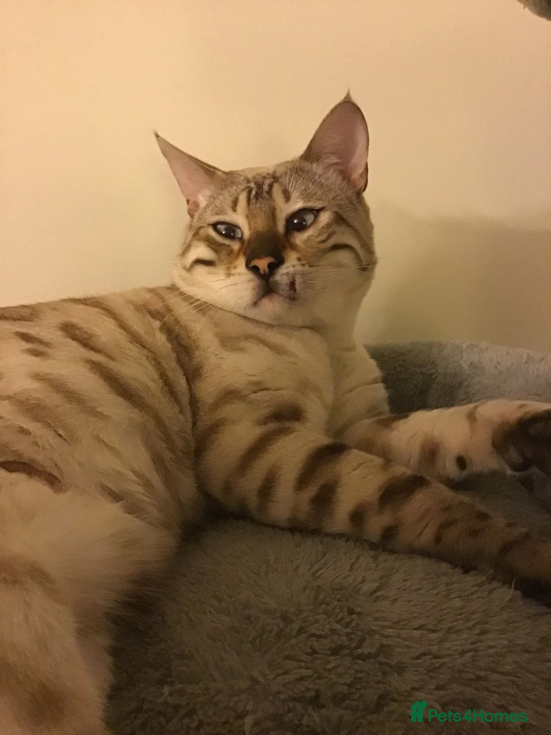 Bengal cats for sale: Stunning Bengal kittens for sale - Advert 26