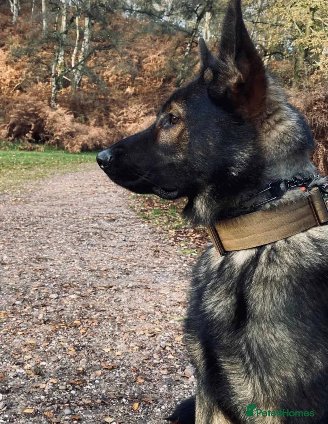 German Shepherd dogs for sale: Cooper Von Barwolves  - Advert 2
