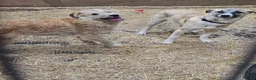 Mixed Breed dogs for adoption: Meet Toby, currently residing in Fife in Cupar - Advert 5