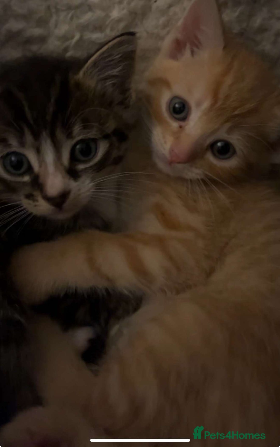 Mixed Breed cats for sale: READY TO GO tabby male female kittens brown  in Ware - Image 11