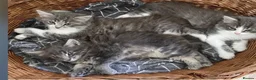 Mixed Breed cats for sale: Beautiful fluffy grey kittens - Advert 1