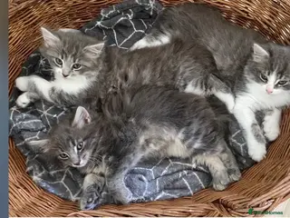 Mixed Breed cats Beautiful fluffy grey kittens - Advert 1