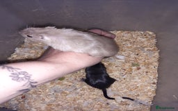 Gerbil rodents for sale: Super friendly gerbils from hobby breeder  - Image 11