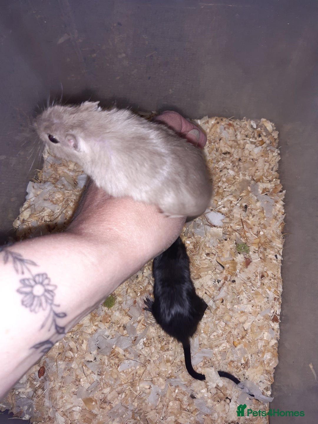 Gerbil rodents for sale: Super friendly gerbils from hobby breeder  - Image 11
