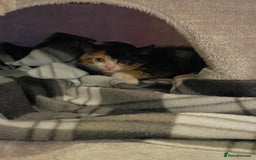 Domestic Shorthair cats for sale: 2 year old spayed female cat + accessories - Image 10