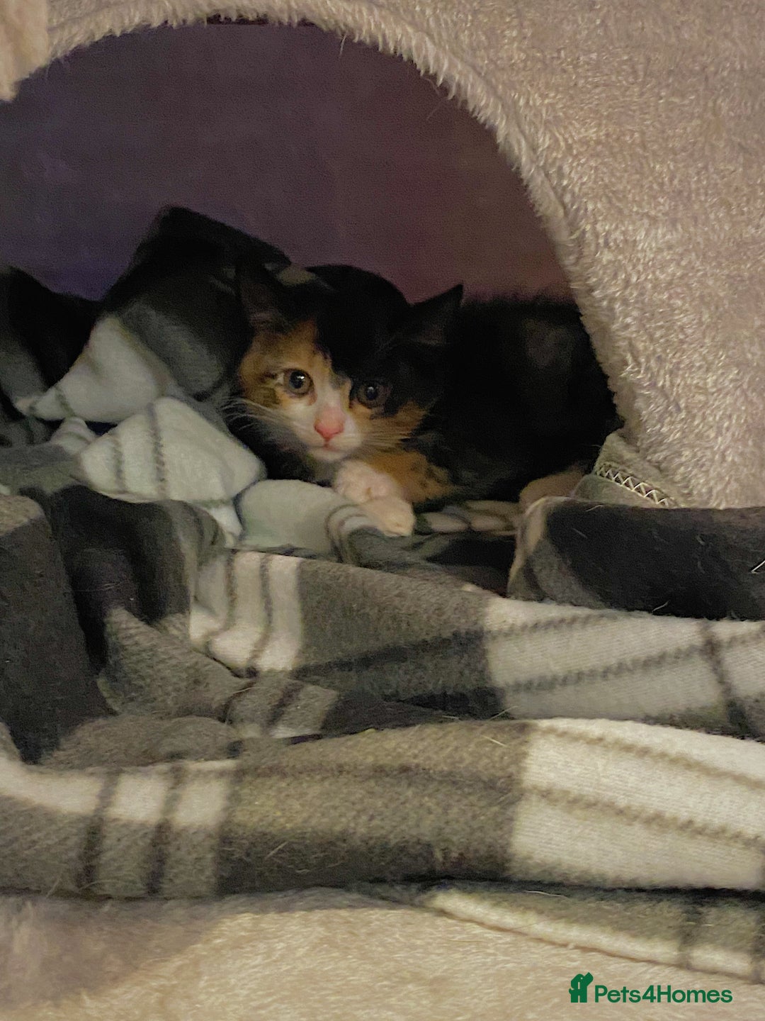 Domestic Shorthair cats for sale: 2 year old spayed female cat + accessories - Image 10