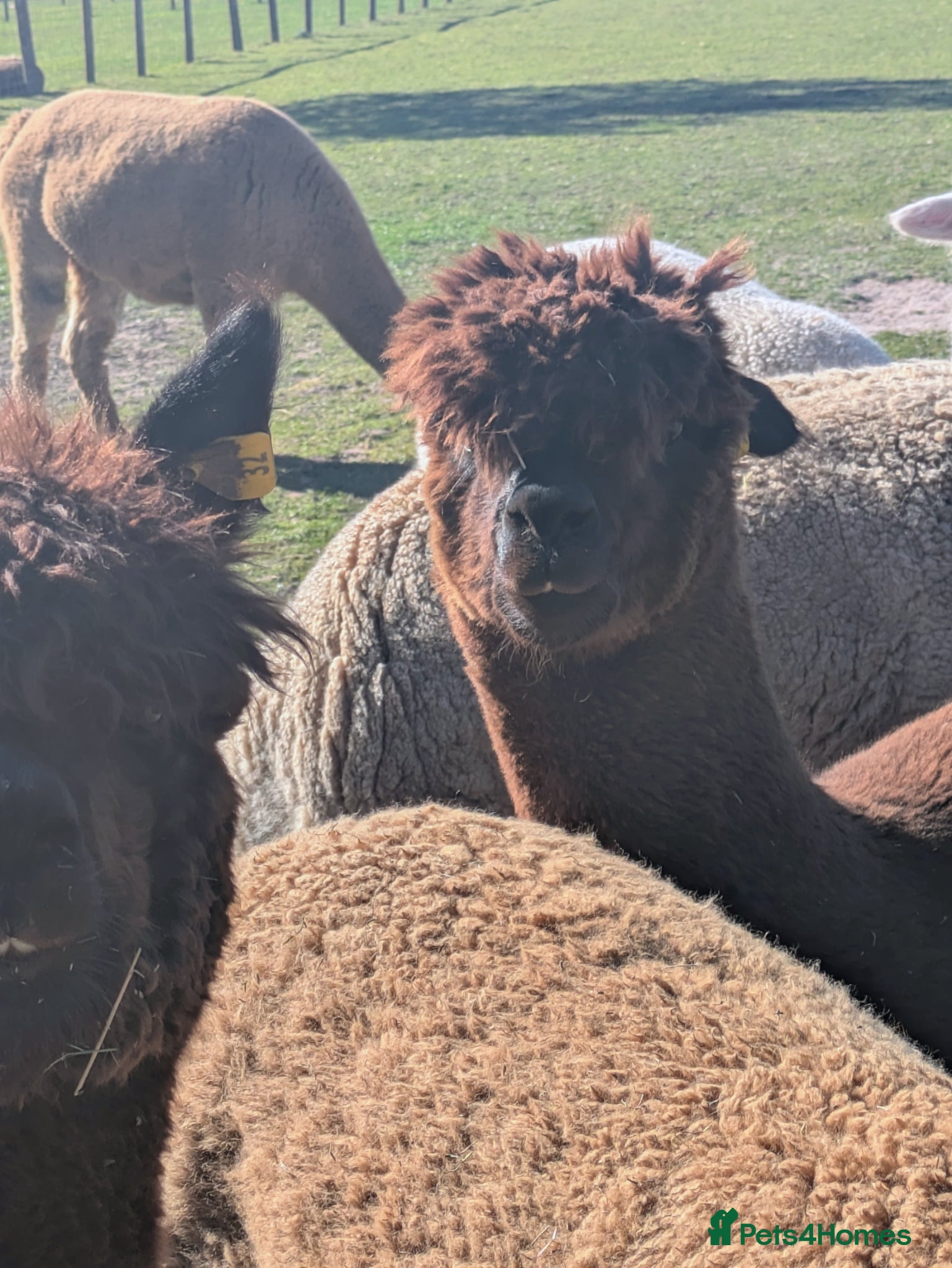 Alpaca livestock for sale: Female Alpacas - Advert 3