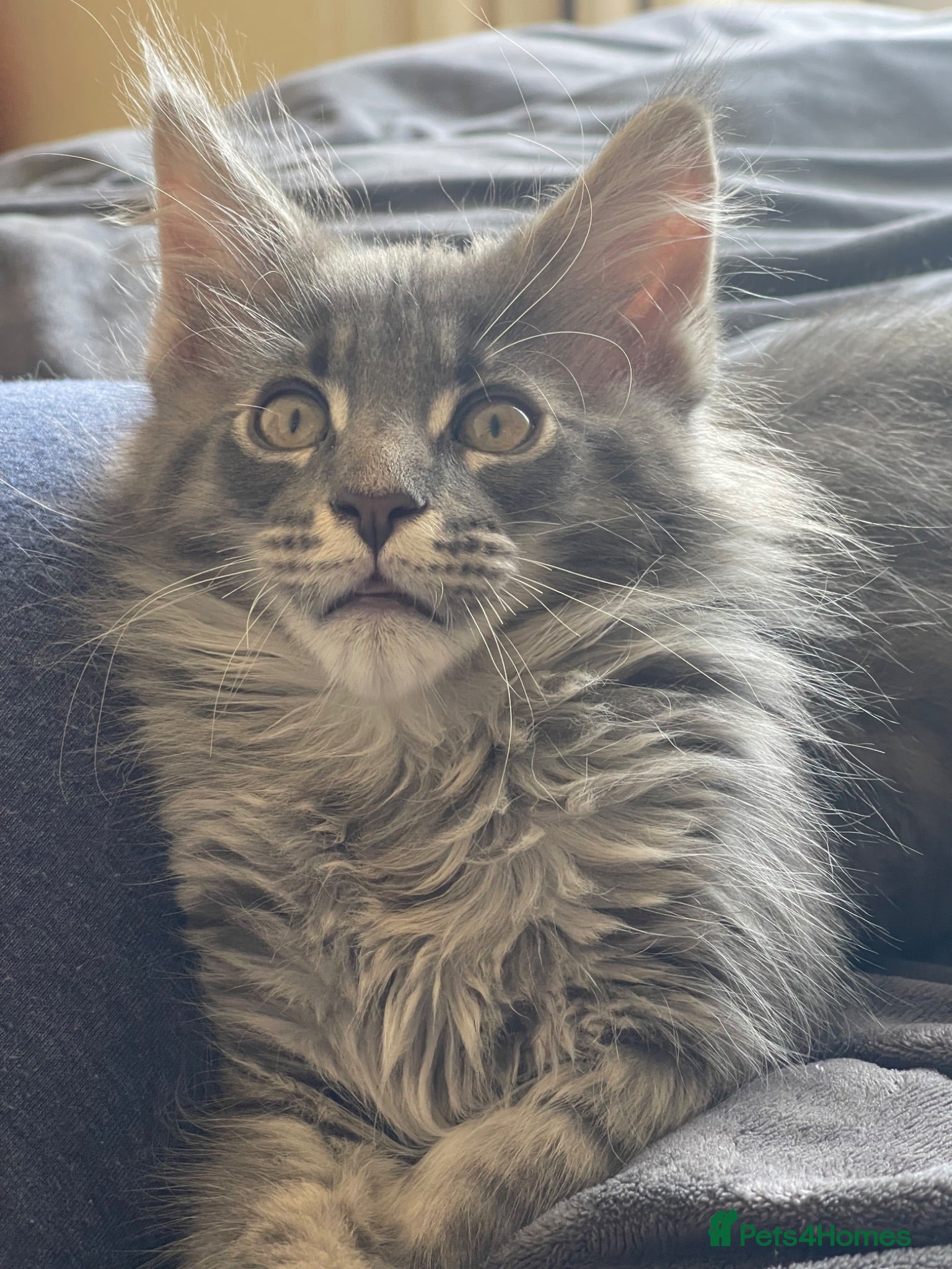 Maine Coon cats Maine Coon boy  - Advert 9