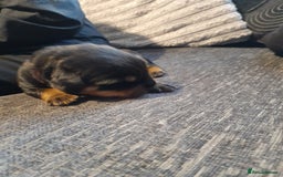 Rottweiler dogs for sale: Rottweiler  - Image 5