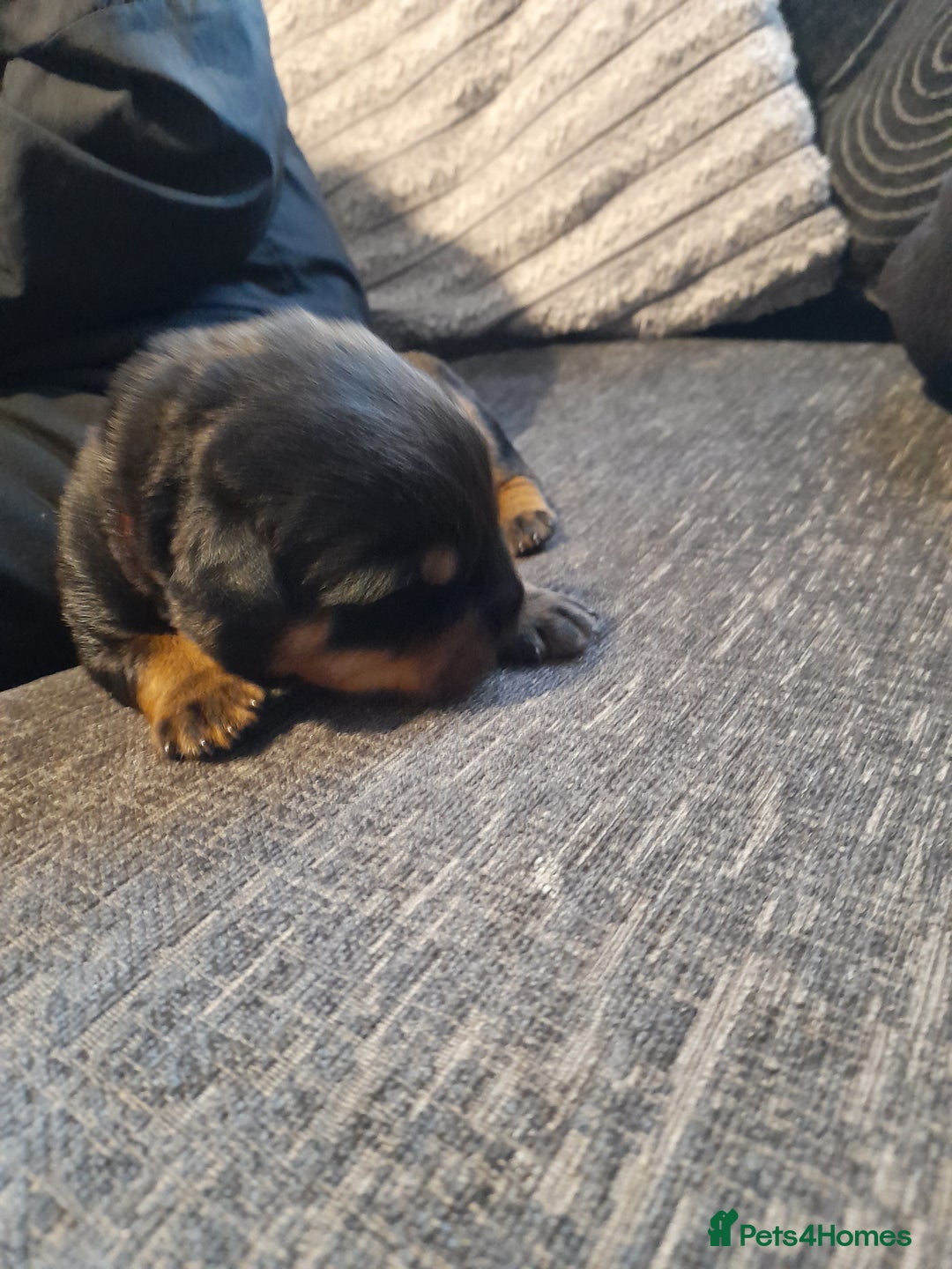 Rottweiler dogs for sale: Rottweiler  - Image 5