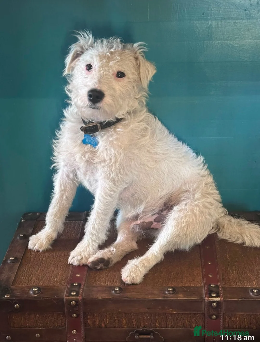 Parson Russell dogs for sale: Two Beautiful Parson Russell puppies - Advert 2