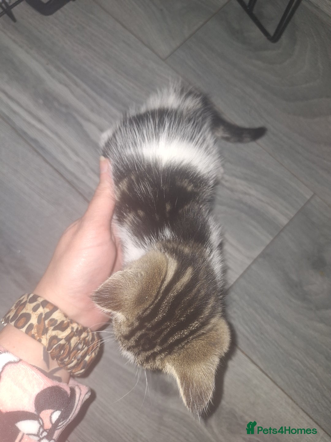 Domestic Shorthair cats for sale: Stunning kittens for sale. - Advert 6