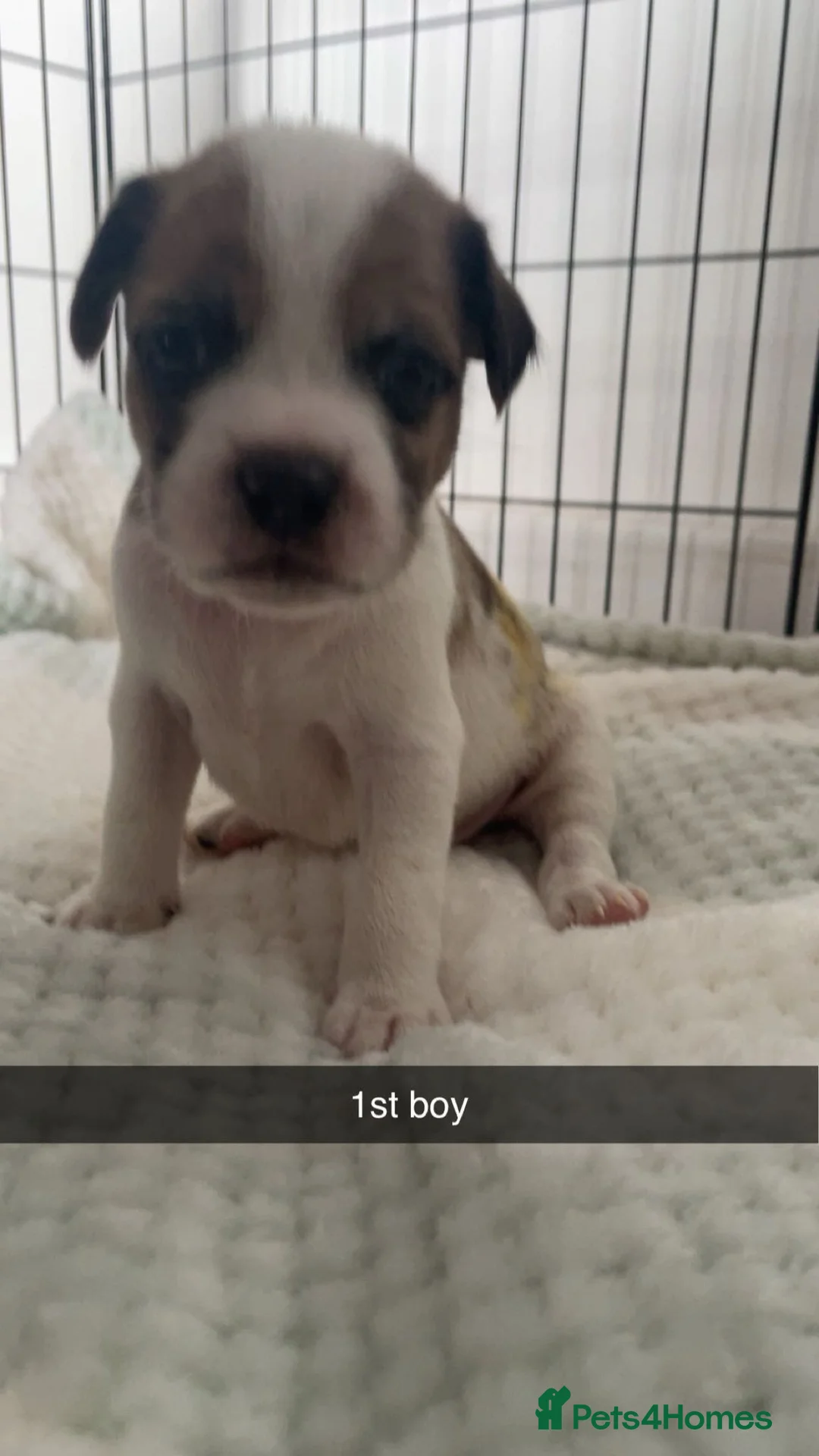 Mixed Breed dogs for sale: Jack Tzu - Advert 13