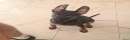 Belgian Shepherd Dog dogs for sale: Zara brn belgian malinois x dutch herder  in Burnley - Advert 3
