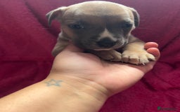 Mixed Breed dogs for sale: Beautiful chunky bully cross staffy pups tri /fawn - Image 28