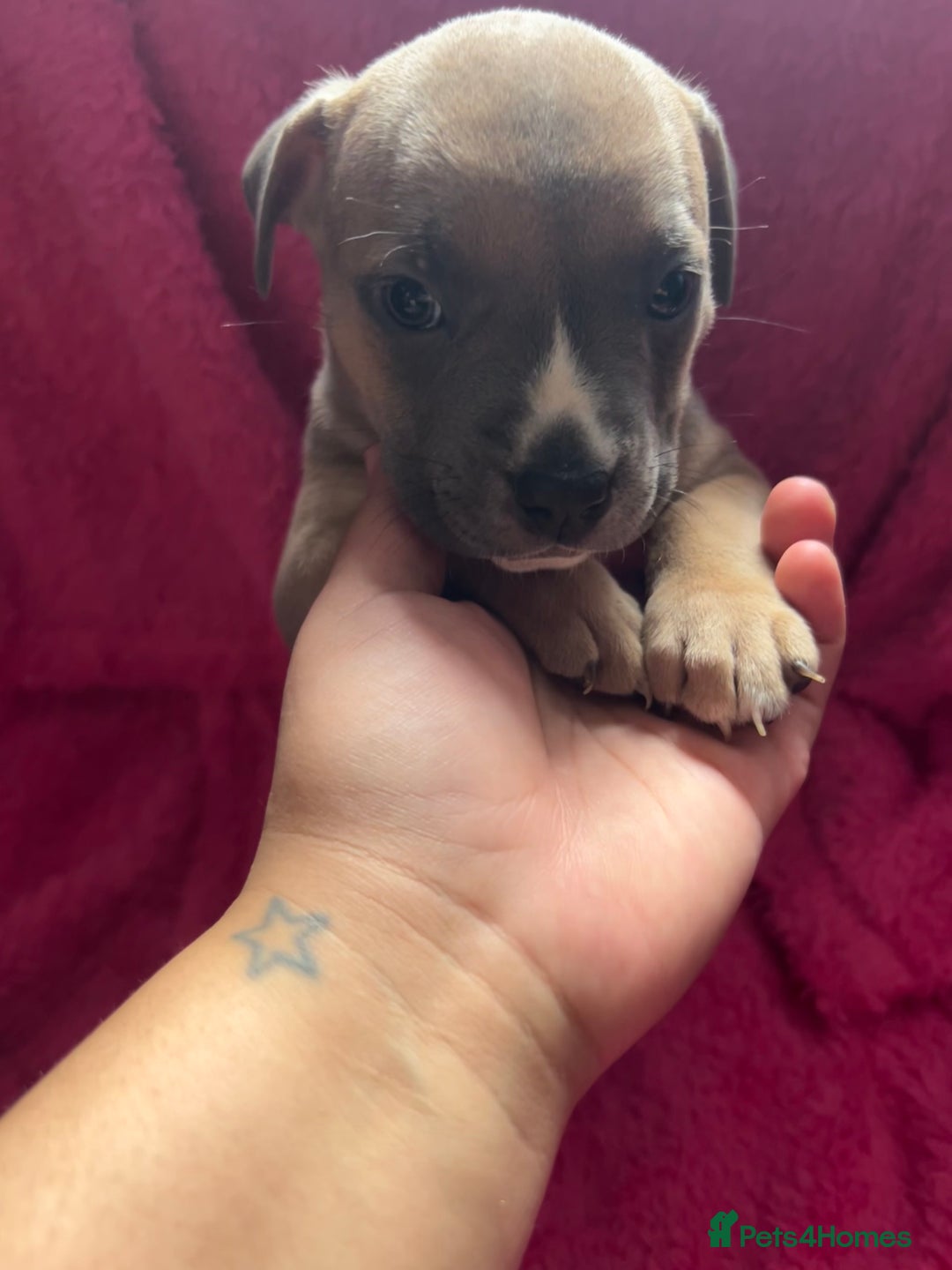 Mixed Breed dogs for sale: Beautiful chunky bully cross staffy pups tri /fawn - Image 28