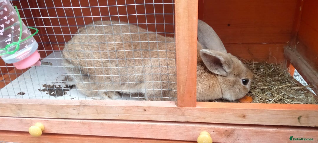 Mixed Breed rabbits for sale: Beautiful female rabbit  - Image 3