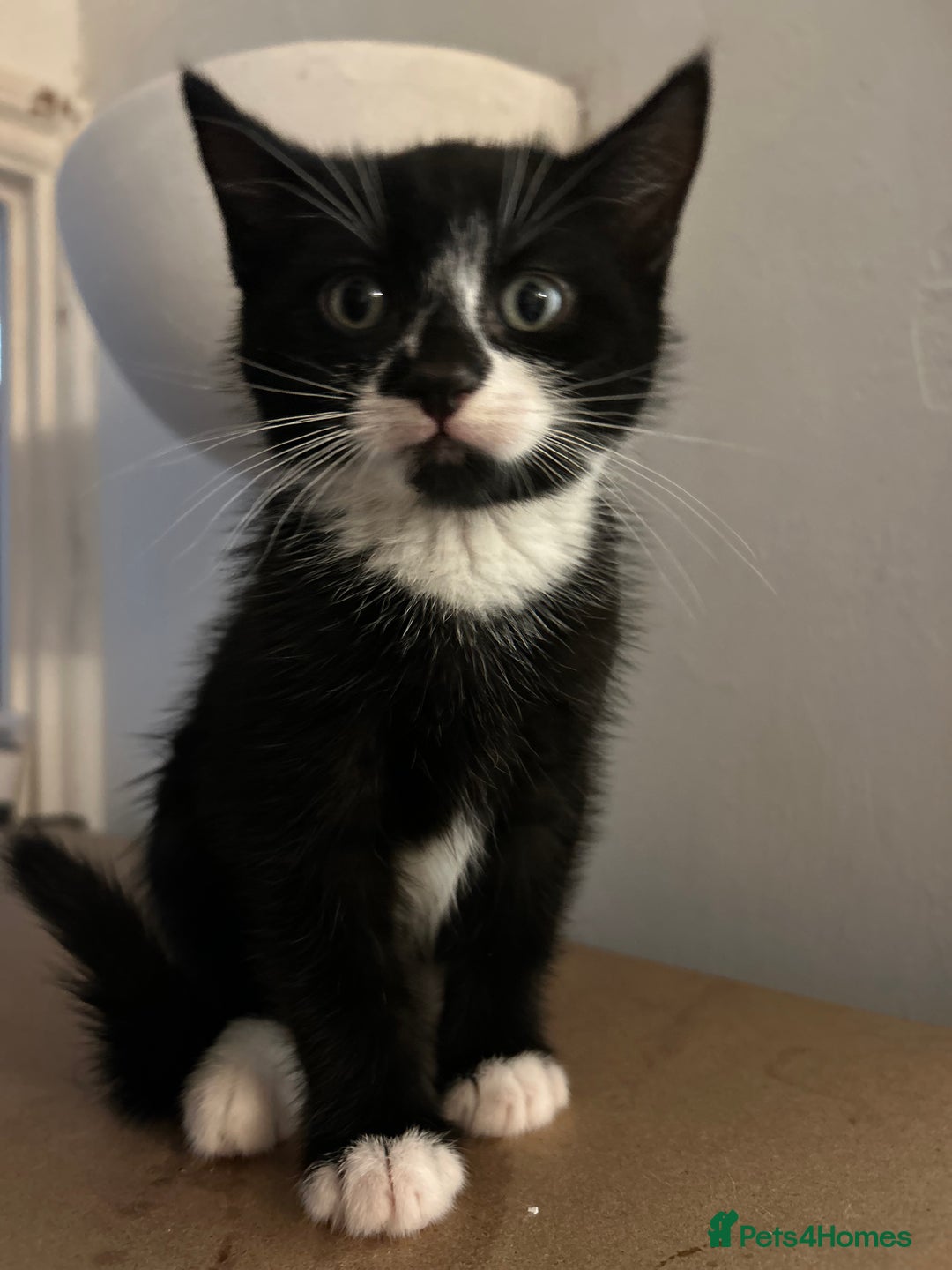 Domestic Shorthair cats for sale: 2 Females and 2 Males  - Image 4