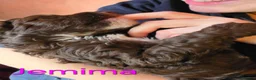 Labradoodle dogs for sale: Gorgeous Miniature Labradoodles - Advert 29