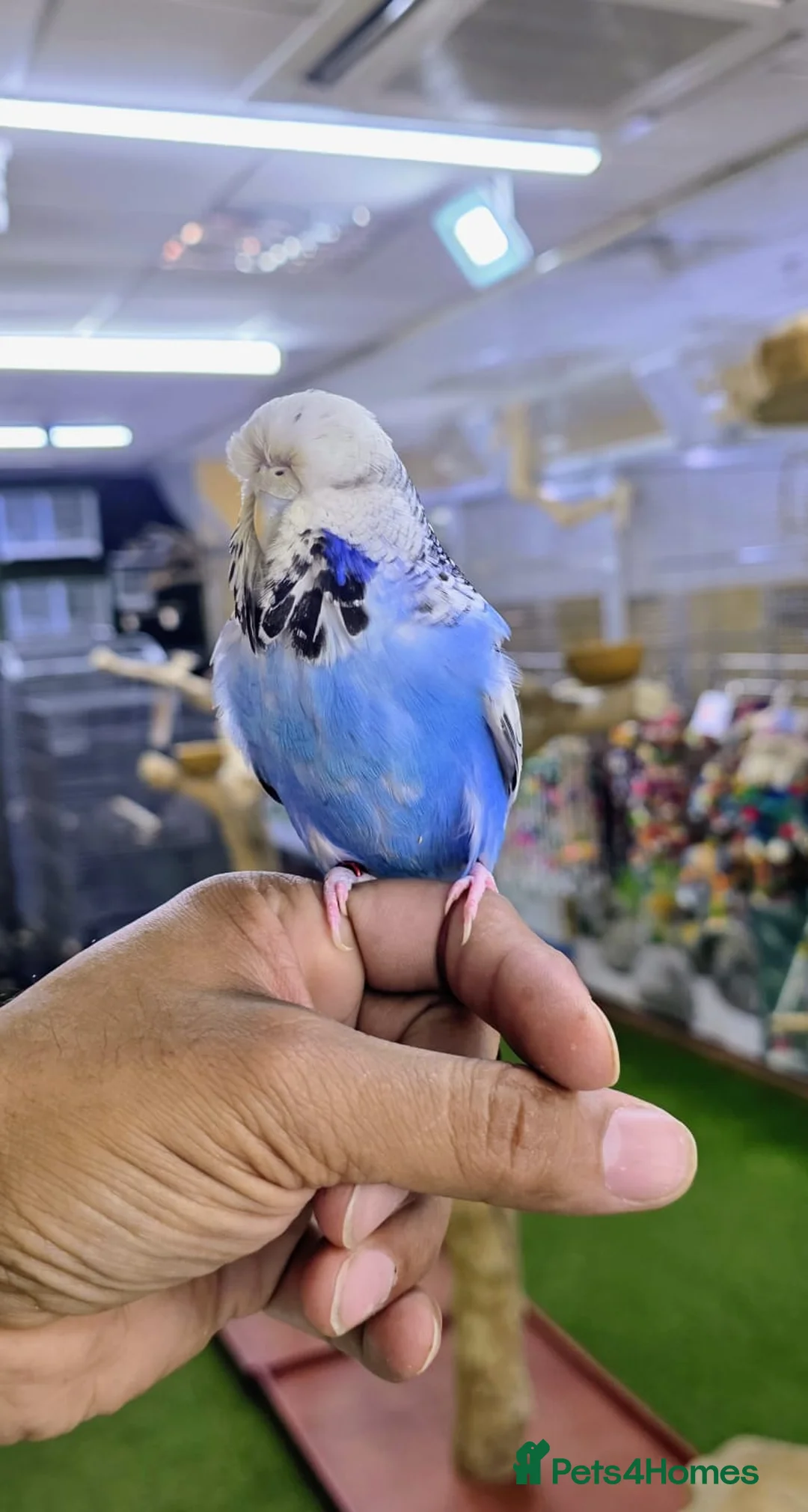 Budgerigars birds for sale: Budgies in Brighton - Advert 3
