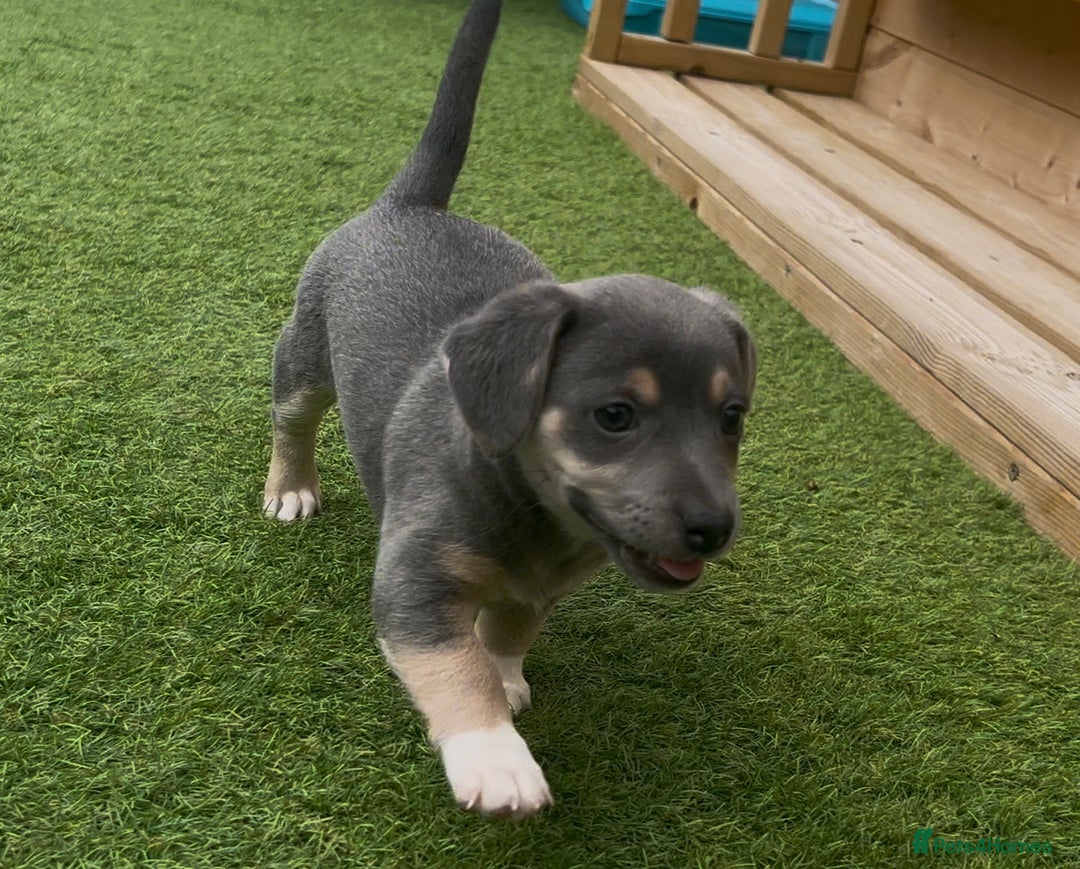 Jack Russell dogs for sale: READY NOW - QUALITY BLUE JR MINIATURE GIRL - Image 13