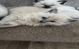 Ragdoll cats for sale: Ragdoll kittens - Image 11