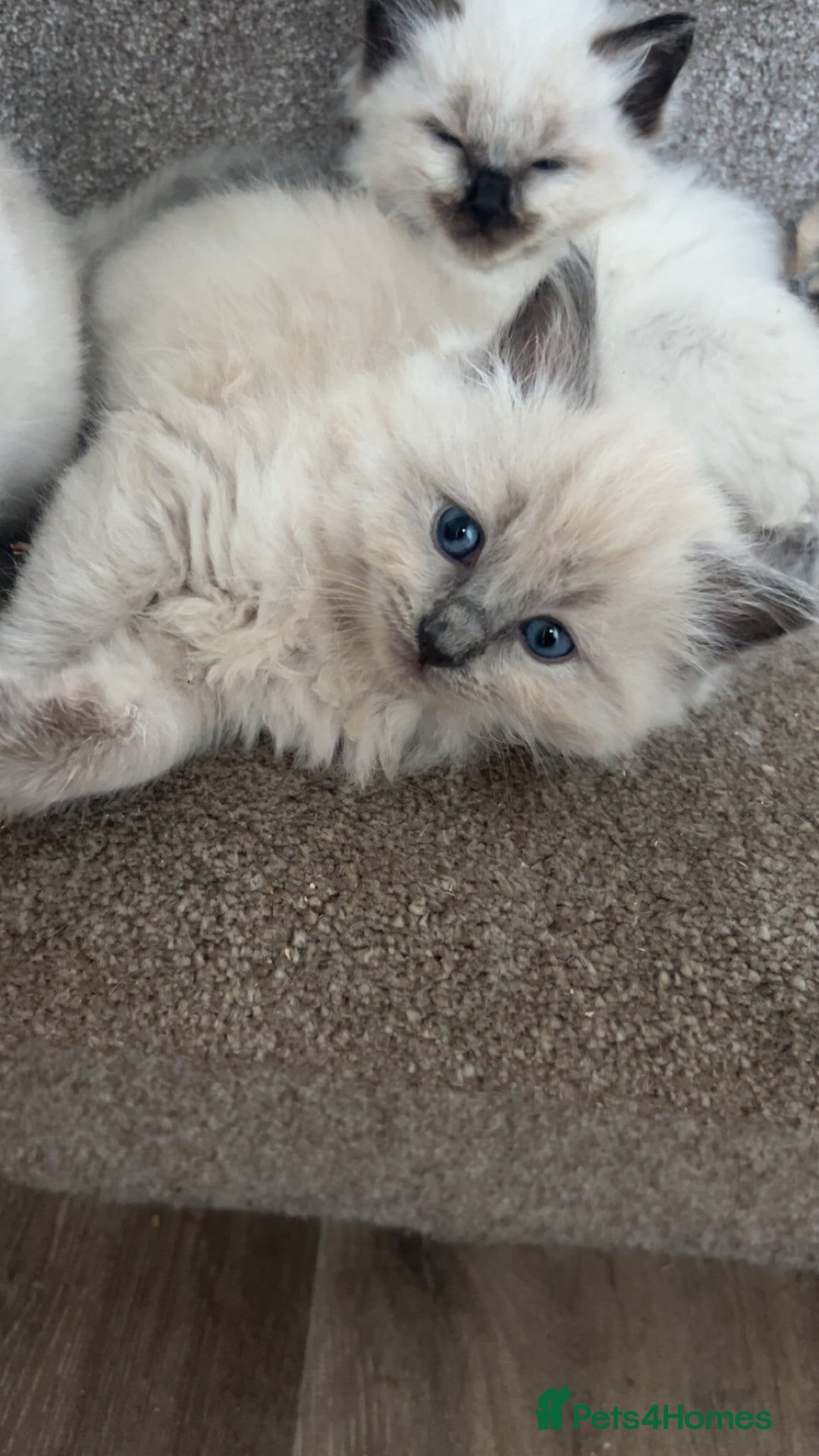 Ragdoll cats for sale: Ragdoll kittens - Image 11