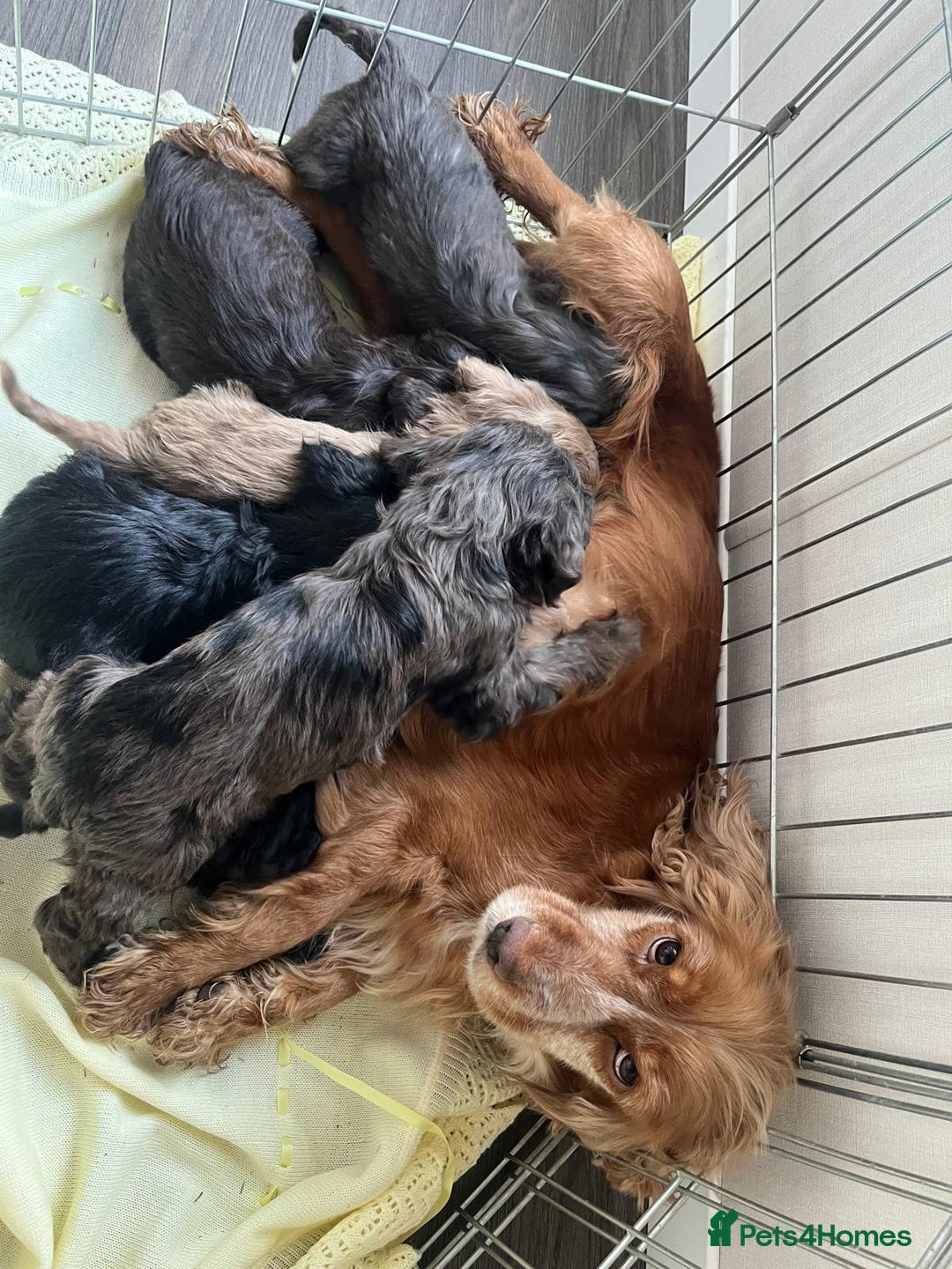 Cockapoo dogs for sale: Merle F1 Cockapoo  - Advert 2