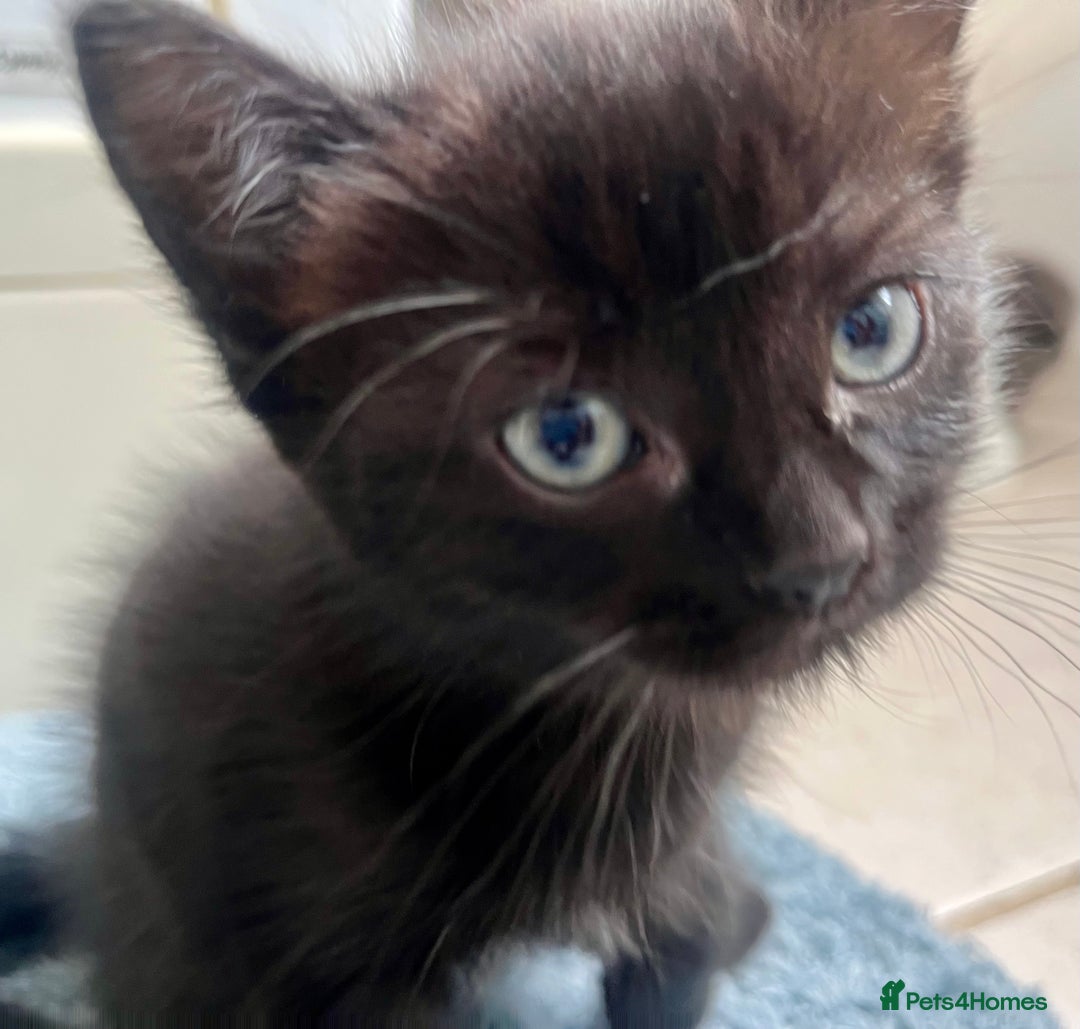 Ragdoll cats for sale: Beautiful affectionate friendly ragdoll x tuxedo - Image 14