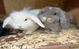 Mini Lion Lop rabbits for sale: **SOLD** Beautiful Mini Lion Lops **SOLD** - Image 4