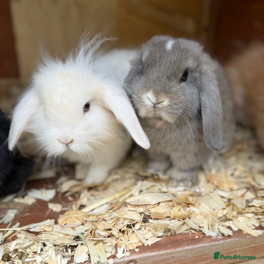 Mini Lion Lop rabbits for sale: **SOLD** Beautiful Mini Lion Lops **SOLD** - Image 4