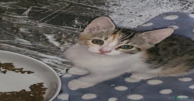 Mixed Breed cats - Advert 4