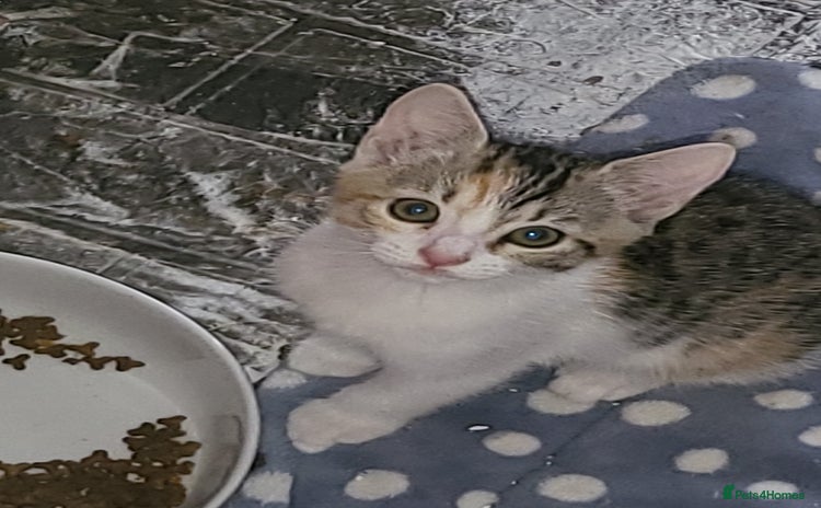 Mixed Breed cats - Advert 2