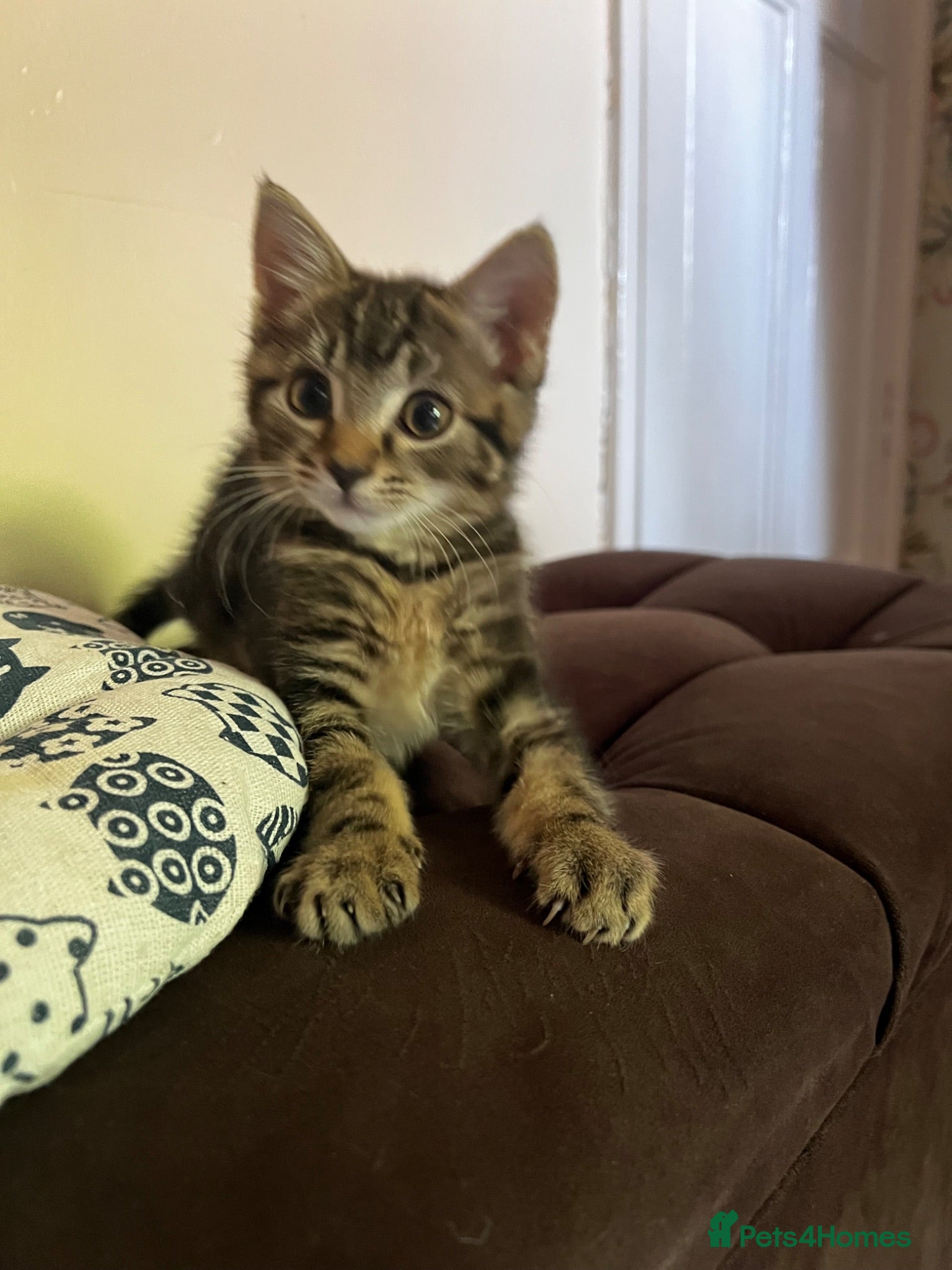 Mixed Breed cats 10 week old male kitten  - Advert 1