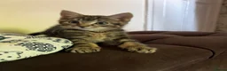 Mixed Breed cats for sale: 10 week old male kitten  - Advert 1