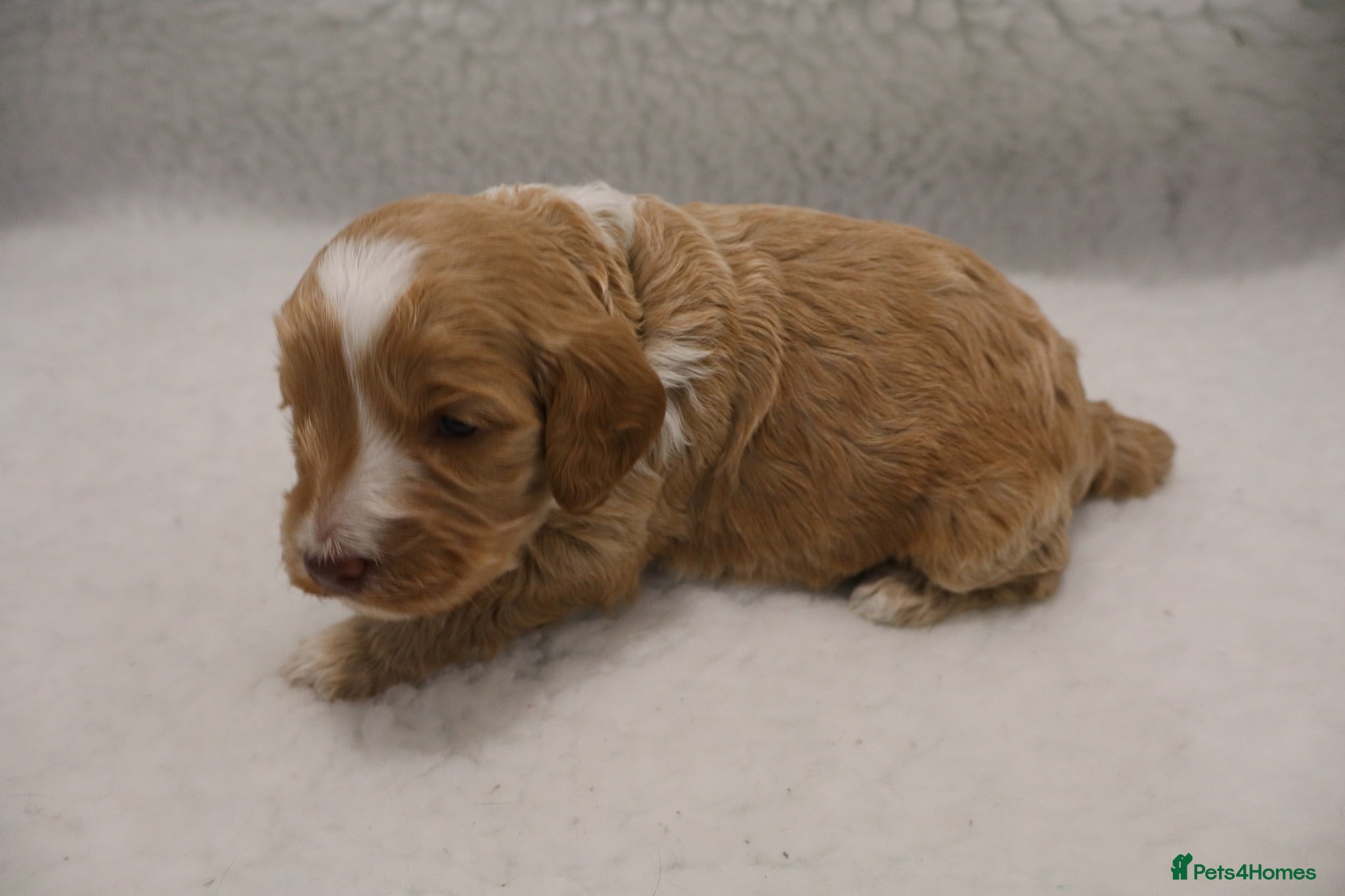 Cockapoo dogs F1 COCKAPOOS 5* LICENSED BREEDER - Advert 2